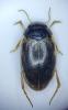 Hydroporus tessellatus
